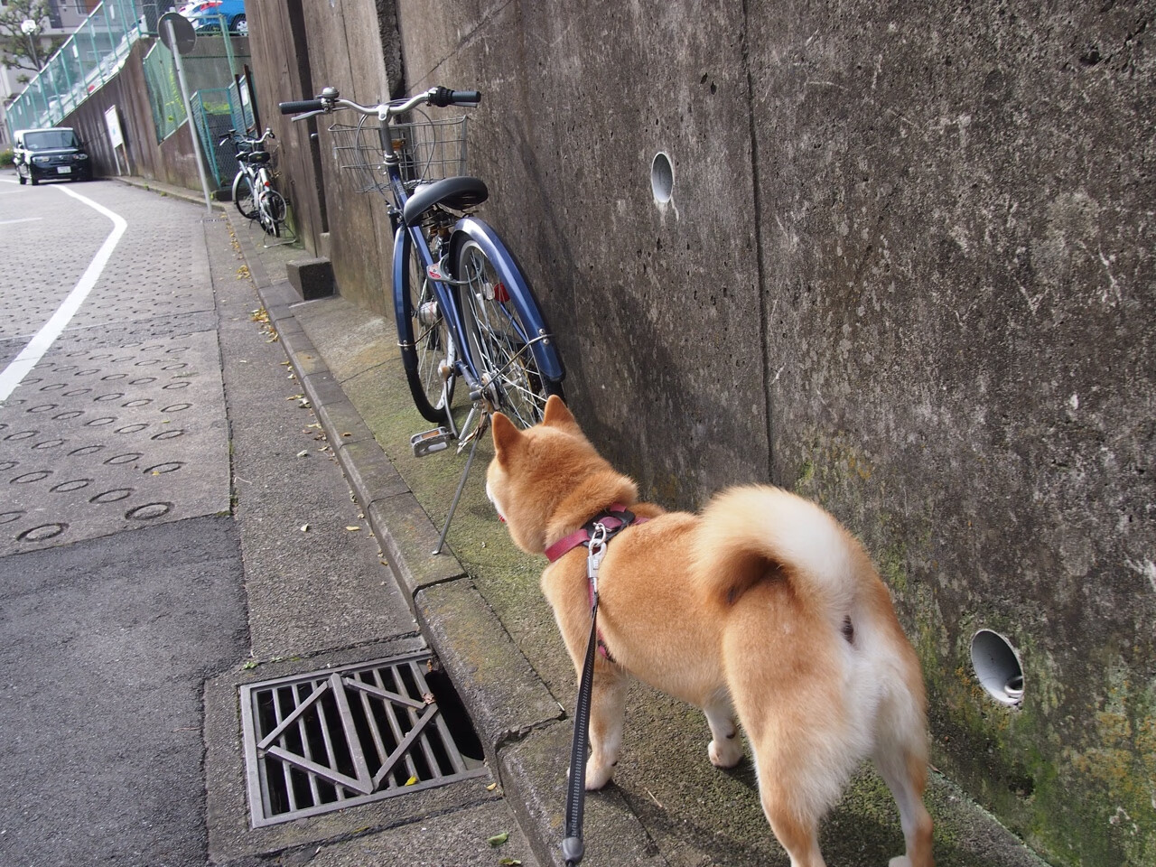 “法甲强队火拼,冠军悬念持续升温”,法甲水平如何