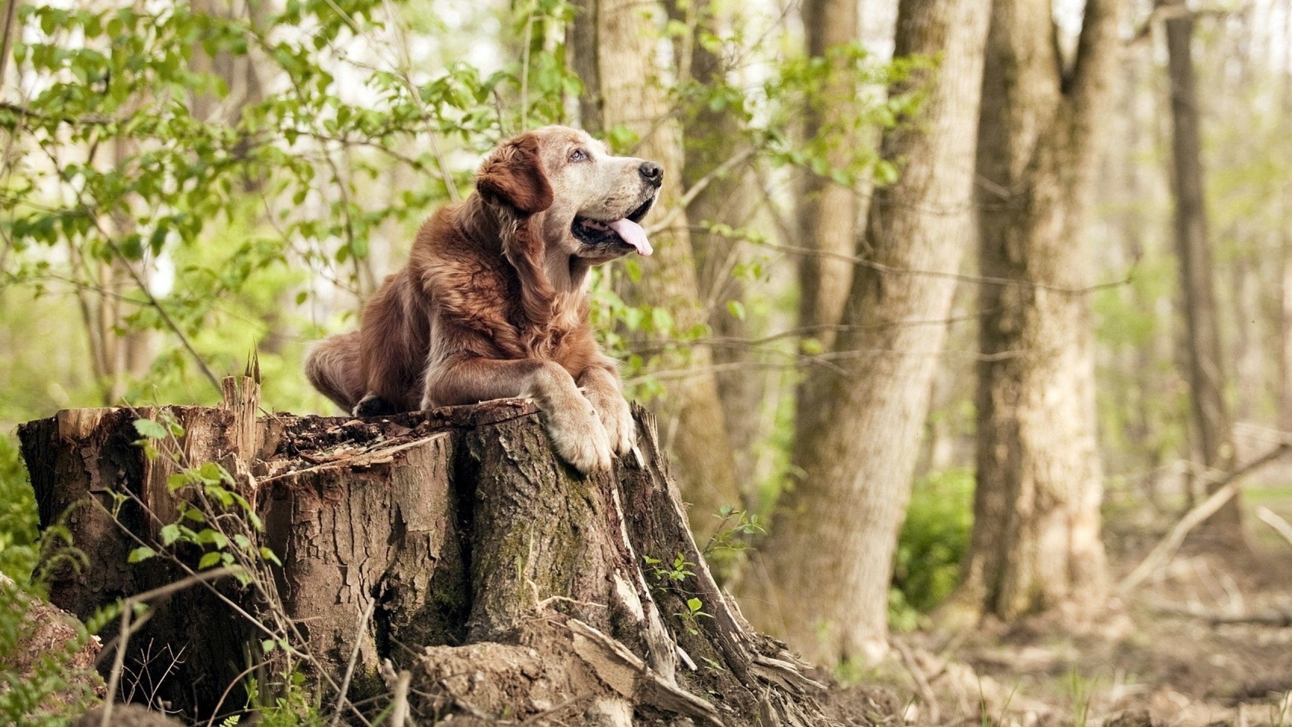 AYX GAME-史上最“豪门对决”：欧洲巨头的巅峰对抗，欧洲足球豪门联盟