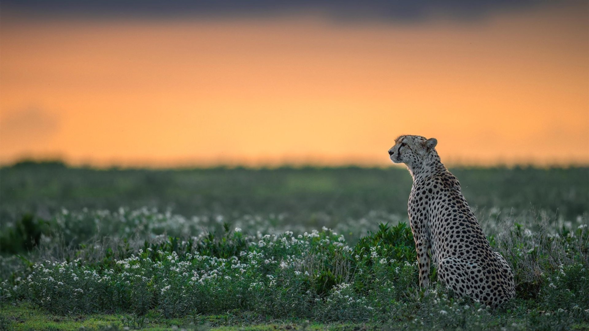 大型海岸线冲浪挑战赛，浪花追逐的青春梦想，冲浪的海域
