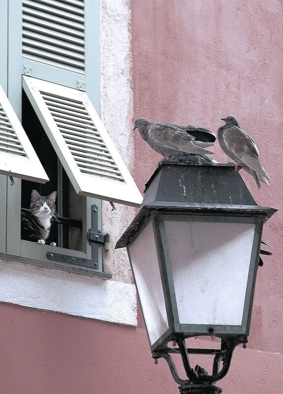 阵容调整带来的巨大变化：谁是赛季最大黑马？，阵容排行