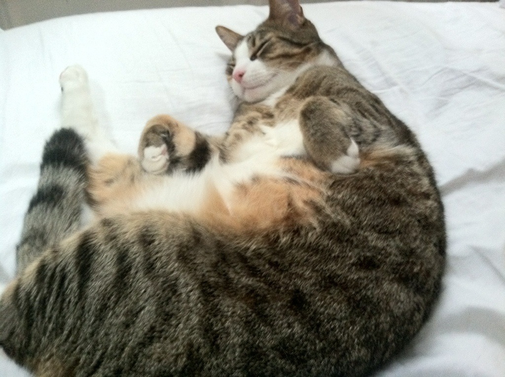 阿丽娜·萨巴伦卡赢得2024年WTA年终总决赛