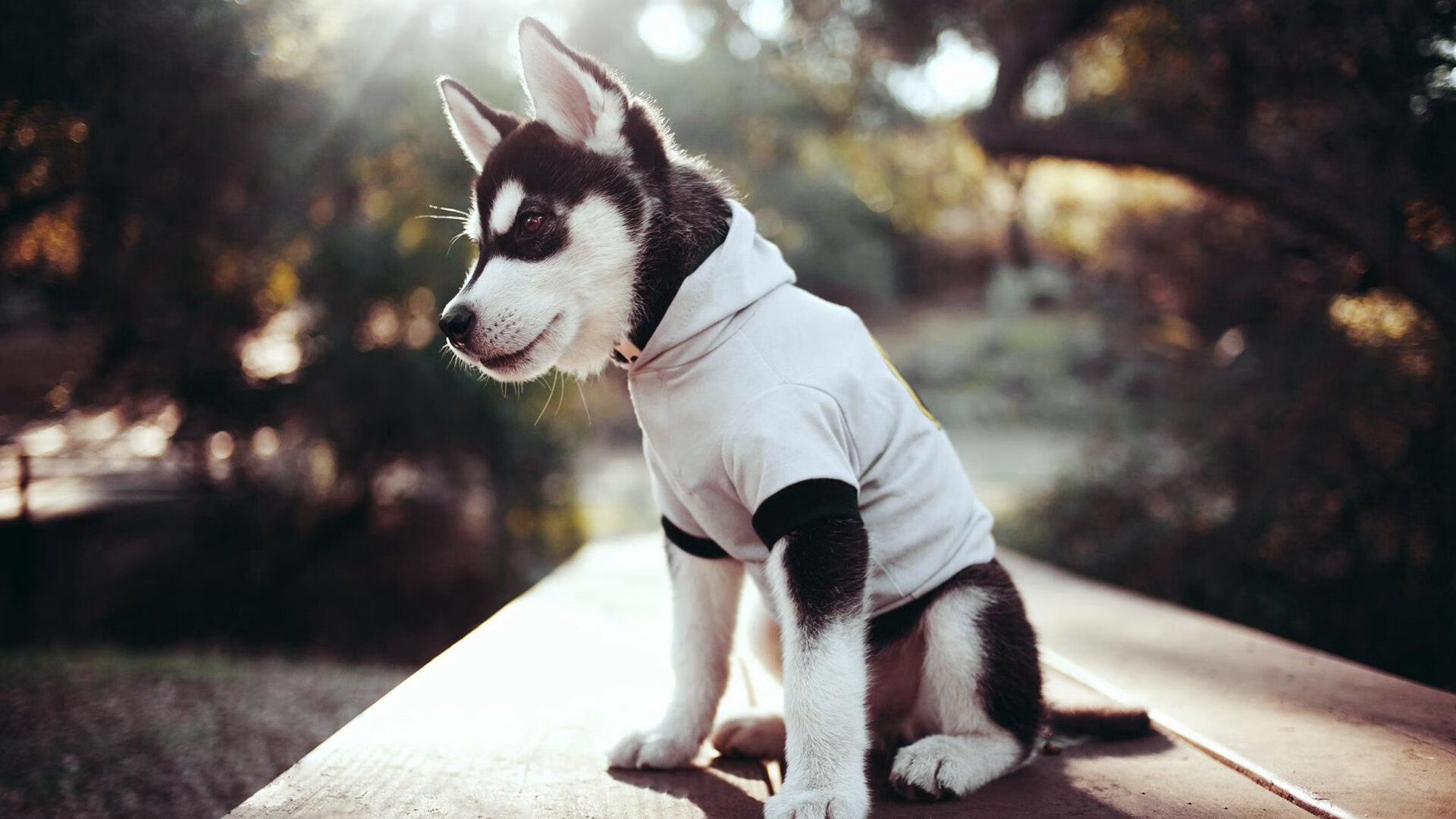 爱游戏官网-同曦男篮 老将状态回暖，同曦男篮主帅