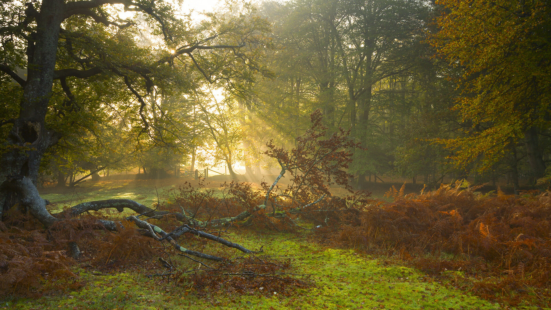 伊朗骑手阿里·巴赫蒂亚里在巴黎奥运会上与“Shahram”马匹共同参赛,尽管因马匹受伤被迫退出,但展现了坚强意志。