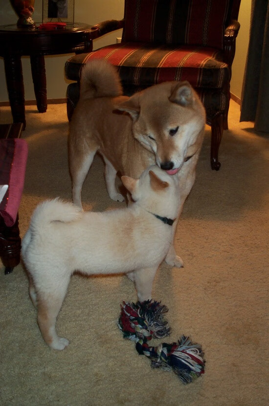 爱游戏官网-斯托克城主场大胜，士气高涨，球队再现昔日实力，斯托克城是英超的吗