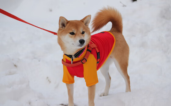 桑德罗复出未果,尤文图斯中场暂缺,尤文 桑德罗
