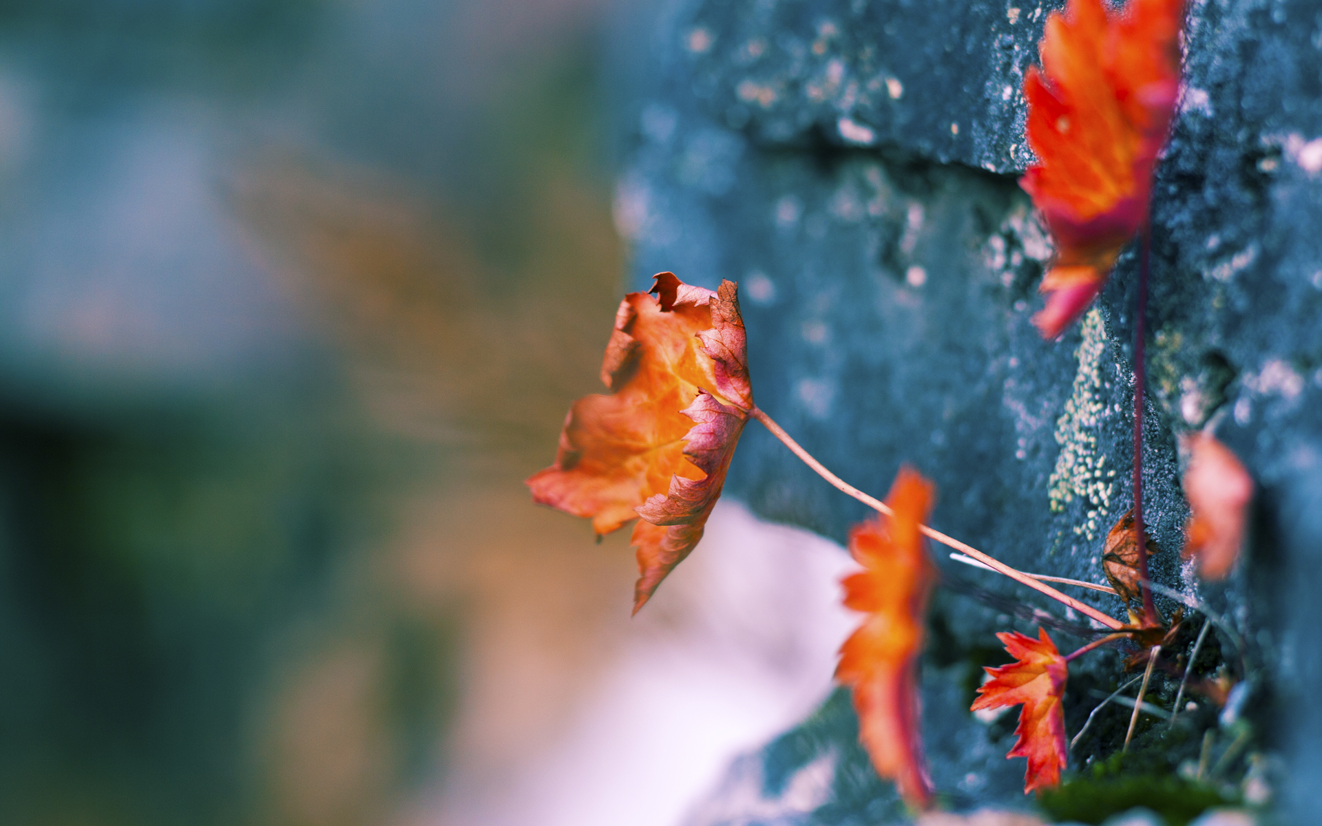 科隆球队迎战强敌，备战训练全力以赴迎接挑战，科隆竞技足球俱乐部