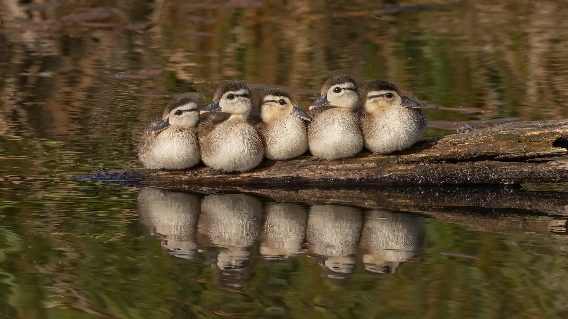 深度解析:为什么某某战术被频繁采用?,为什么说玩战术的心都脏