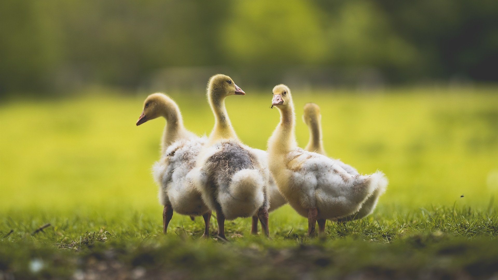 社会力量加入中国篮球发展,产业合作不断扩大,加入篮球社有什么好处