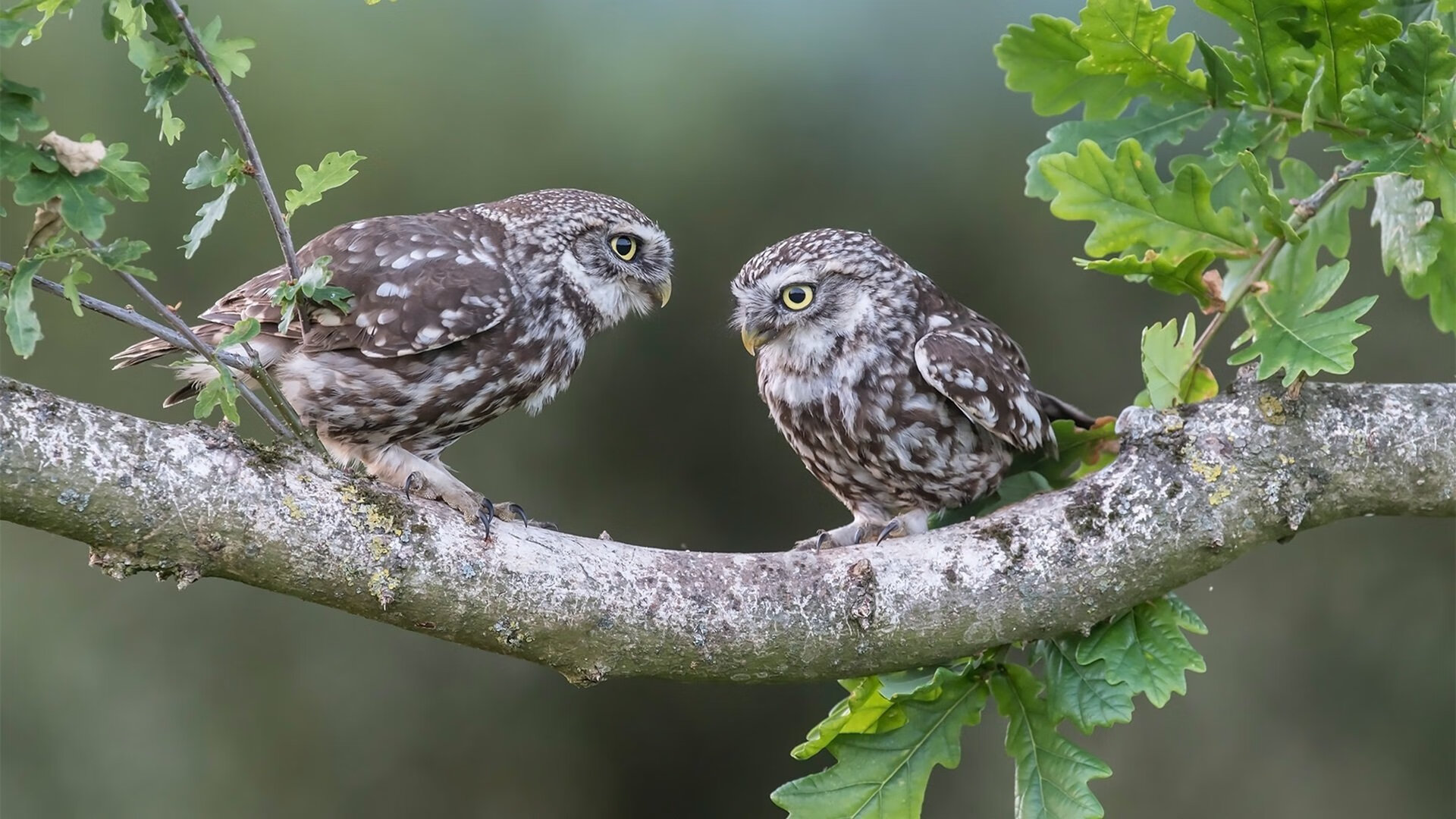 中国篮球职业联赛裁判员技术水平提升,中国篮协裁判员管理条例暨实施细则