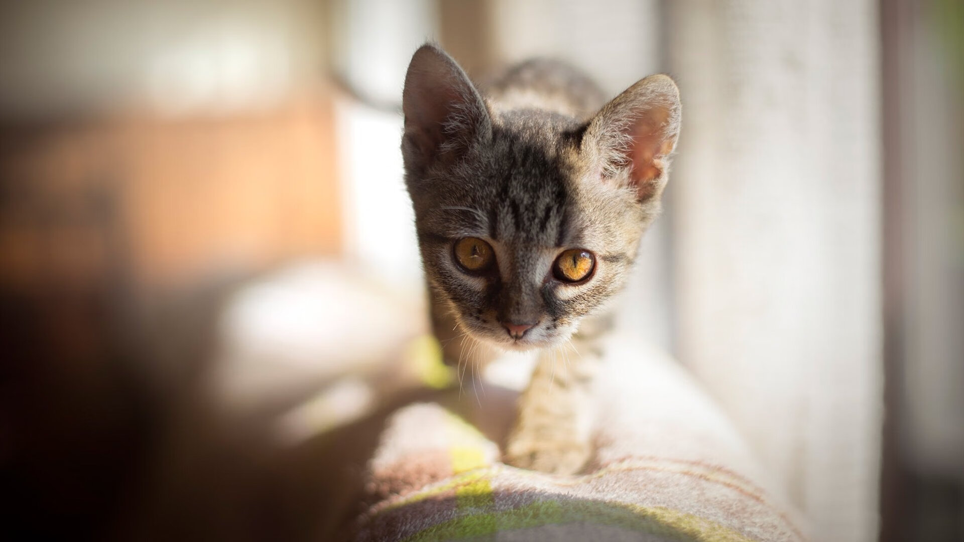 中国篮球青少年篮球推广策略及校园篮球发展实践探索,青少年篮球教育行业分析