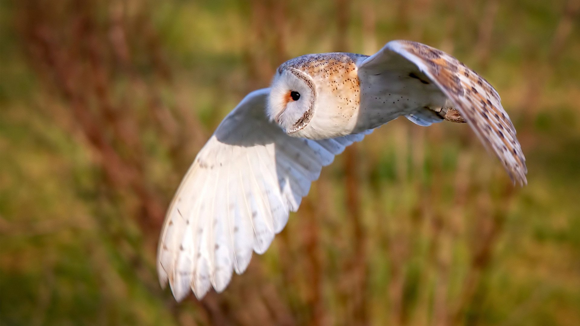 体育社团在高校育人体系中的功能拓展，学校体育类社团
