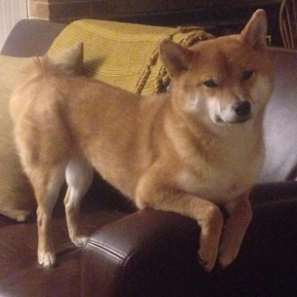 爱游戏中国官方登录入口网站-欧洲杯四强全部产生，英格兰晋级，欧洲杯英格兰所有比赛结果