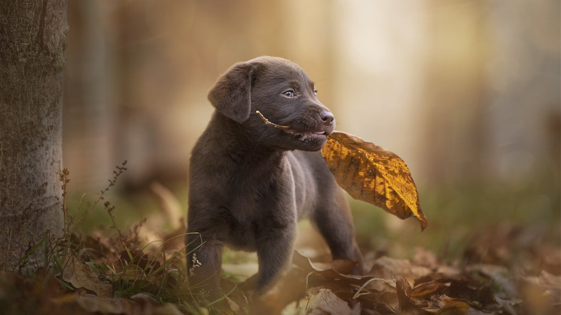 篮球运动员专项技术动作规范培训,篮球运动员基础训练
