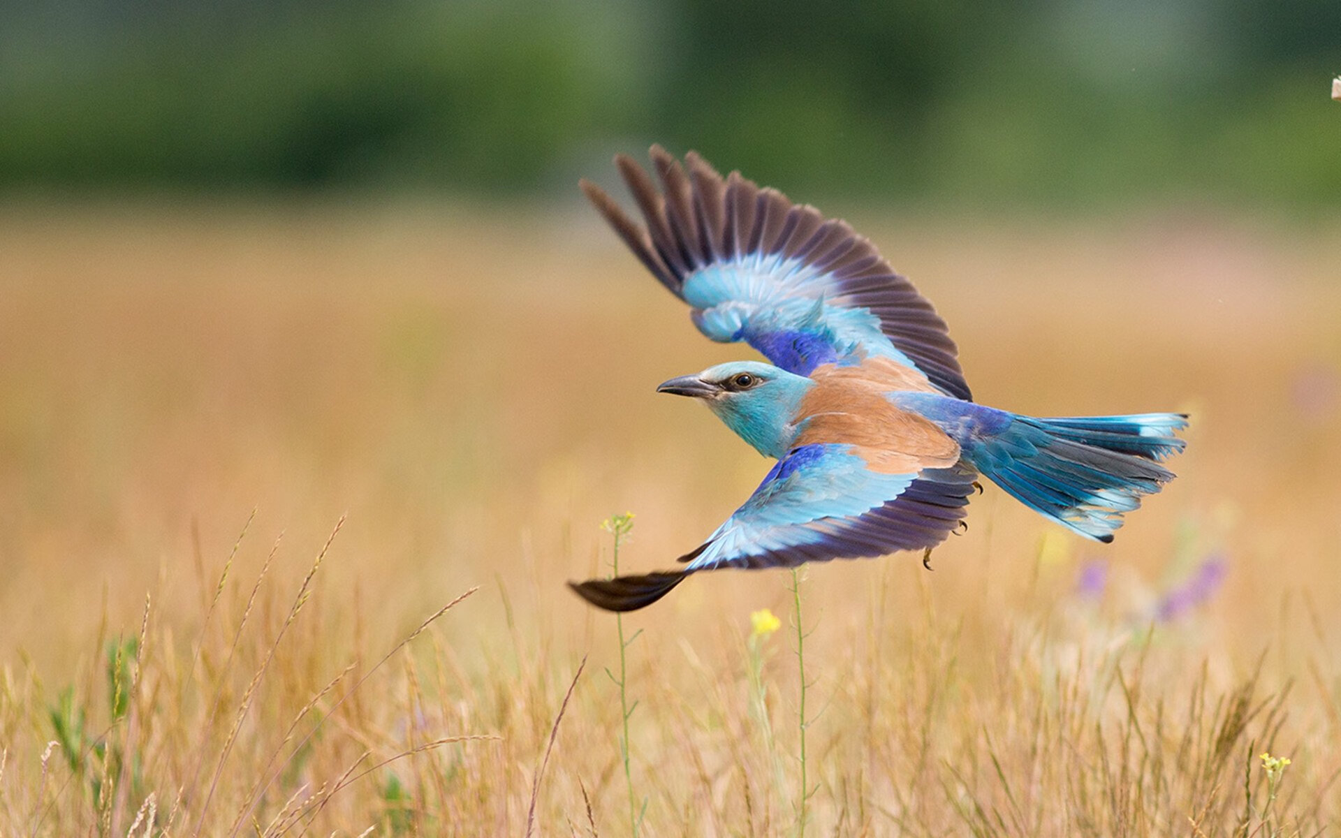 足球创新：足球场数字广告新时代，足球广告设计