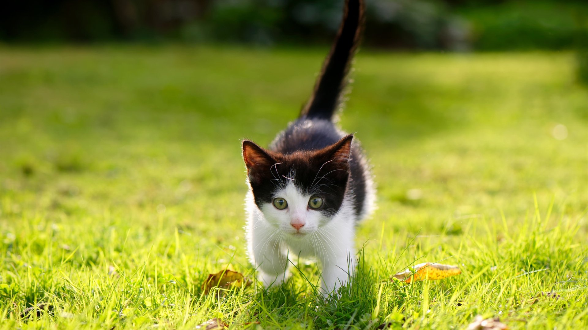 AYX体育官网-凯撒酋长球迷支持力度加大，主场气氛火爆，凯撒大帝是哪位足球运动员