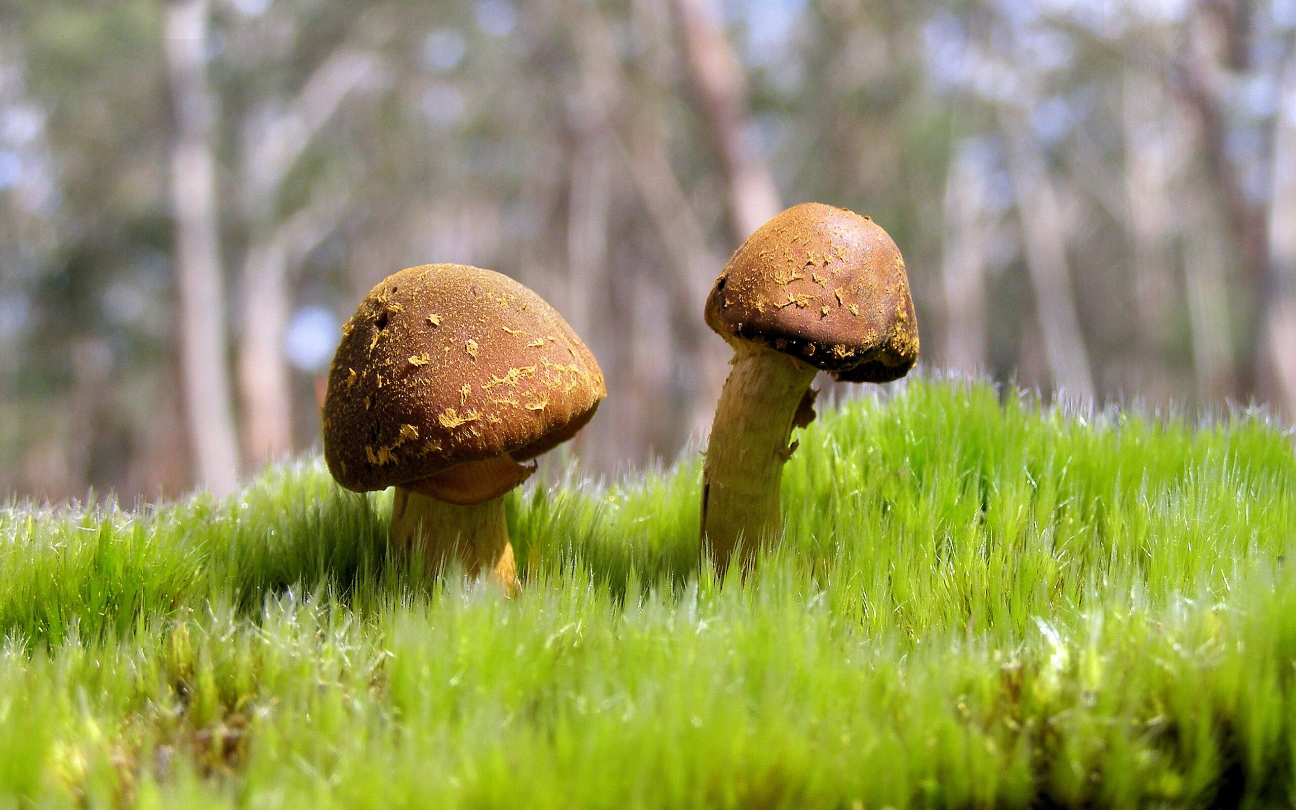 AYX GAMING-埃弗顿边中结合创造破门良机