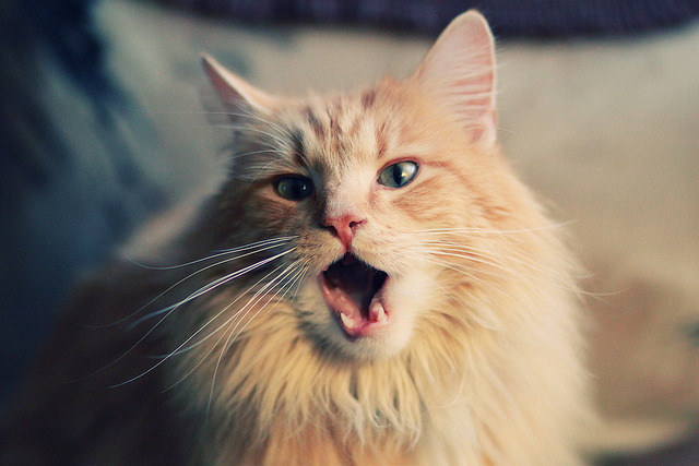 国家篮球联盟战略发展规划,国家篮球协会是什么时候成立的_