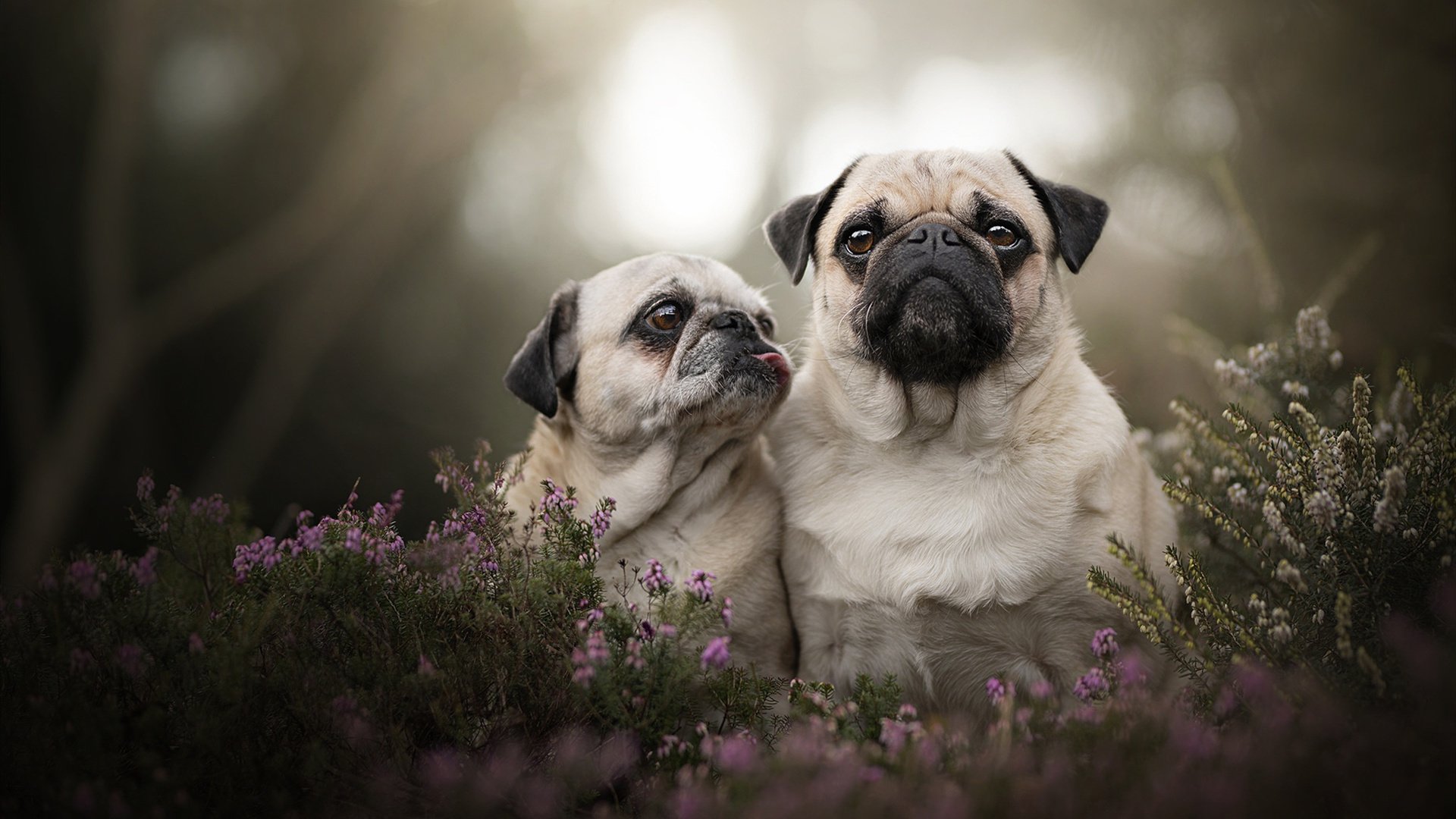 巴西2-0领先乌拉圭,世界杯预选赛取得关键胜利,巴西2-0领先乌拉圭,世界杯预选赛取得关键胜利了吗