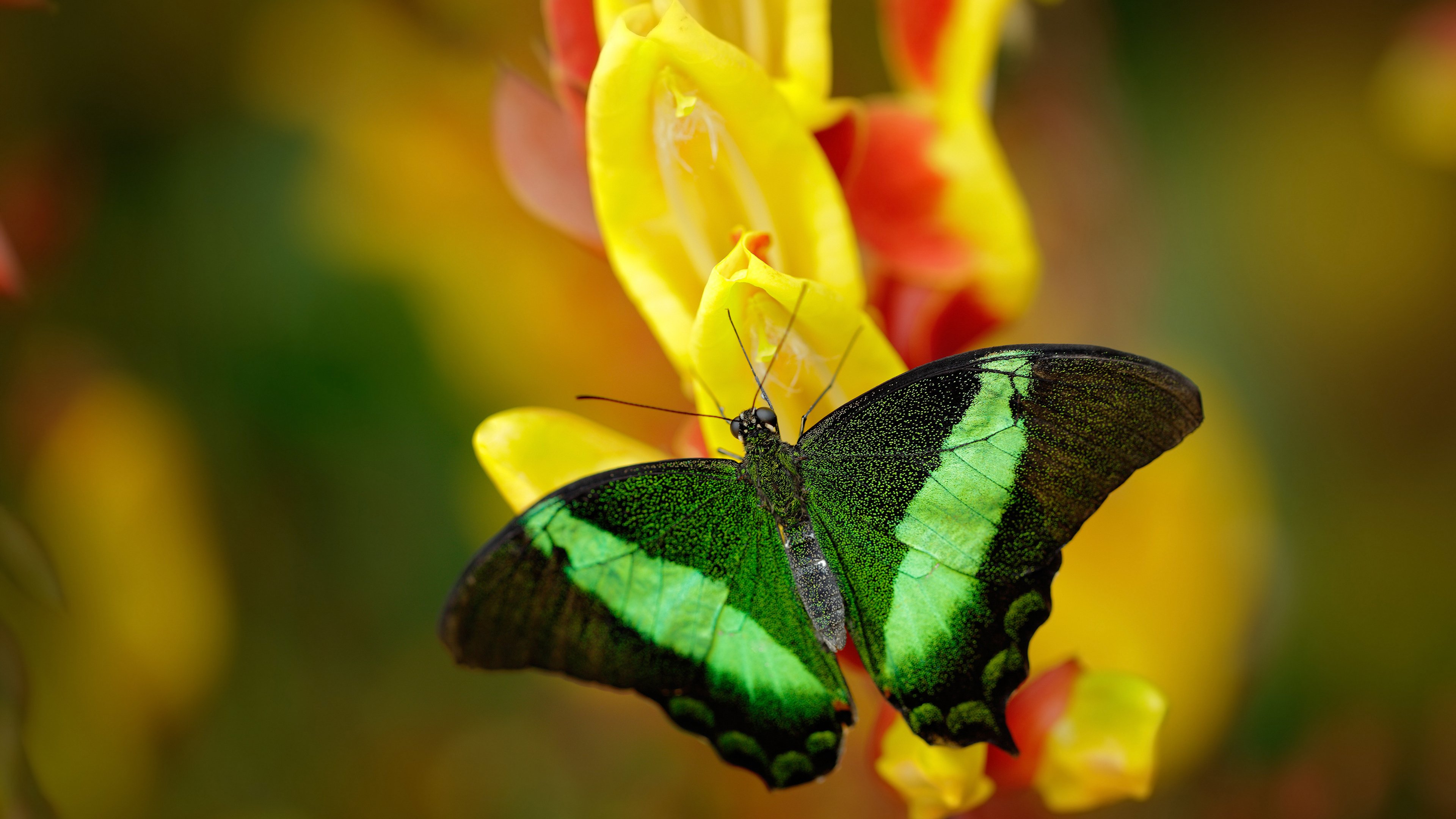 AYX官网-意大利男子篮球队在小组赛中表现出色，意大利男子篮球国家队