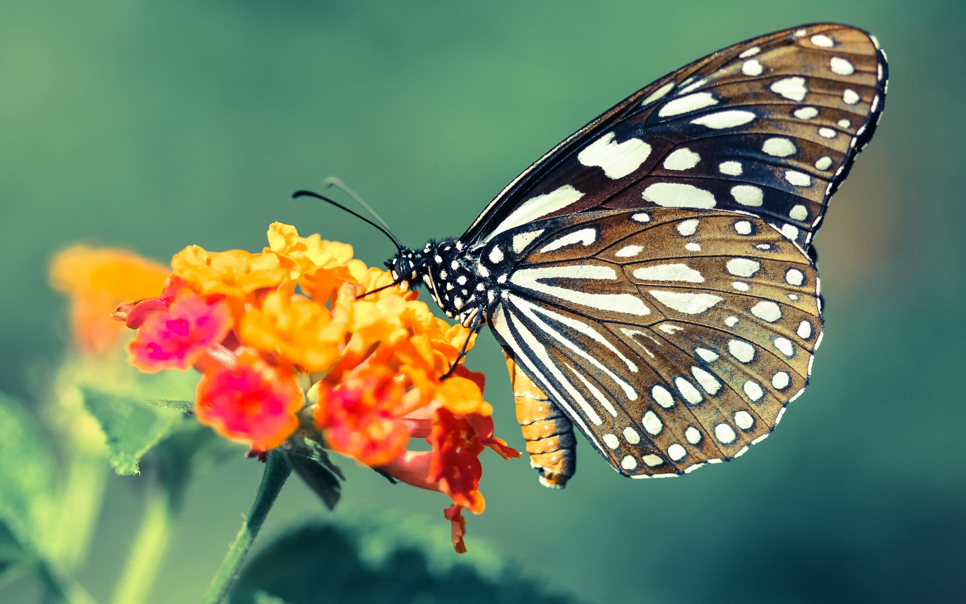 全国青少年跳远锦标赛突破多项纪录,少年跳远世界记录