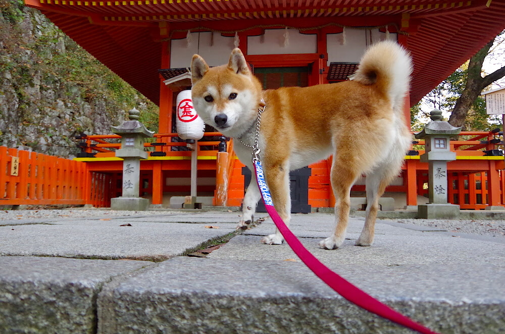 意甲俱乐部海外球迷经济贡献调查,意甲外籍球员