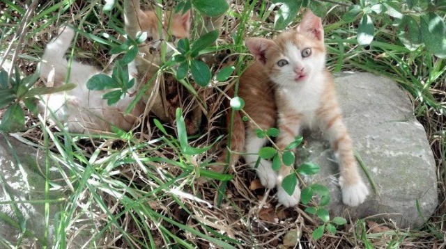 爱游戏下载-法甲冠军大战：布局、破门、助攻精彩纷呈，法甲谁夺冠