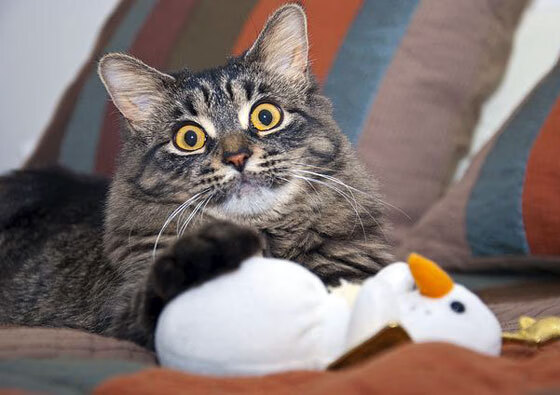 五大联赛是否通过双后腰系统压缩防线空当，双后腰阵容